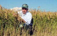 Raccolta del riso nell’Azienda Melotti 
