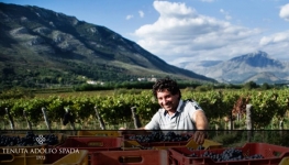 Vendemmia nelle Tenute Spada 