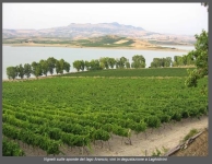 Vigneti sulle sponde del lago Arancio, vini in degustazione a Laghidivini 