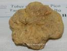 Fiera Nazionale del Tartufo Bianco d’Alba e dei prodotti dell’enogastronomia