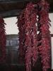 Progetto Equal  attivit di formazione ed educazione al gusto - Potenza