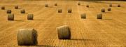 Campo con balle di fieno