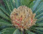 Cycas revoluta - esemplare femminile - PH. Francesco Pisu 