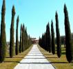 Il Viale alberato della TENUTA FONTANA MURATA