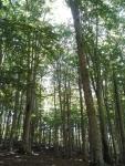 Foresta di Serrastretta 
