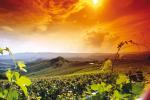 VIGNETI - BELLISSIMA FOTO, TRATTA DAL SITO  DI GIACOSA FRATELLI - www.giacosa.it 