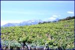 le vigne