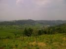 Panoramica dei vigneti