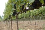Vigneti dell’Azienda Pileum