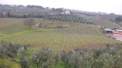 Tenuta l’olivella di Filippo Tarquini