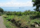 Vigneto affacciato sul lago