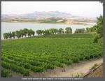 Vigneti sulle sponde del lago Arancio, vini in degustazione a Laghidivini 