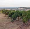 I Vigneti