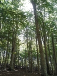 Foresta di Serrastretta 