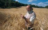 Gino Girolomoni impegnato nella raccolta del grano