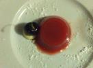 gelatina d’anguria