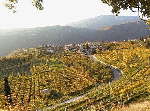 Veduta di una vigna nello splendido terrttorio di produzione dell'Amarone