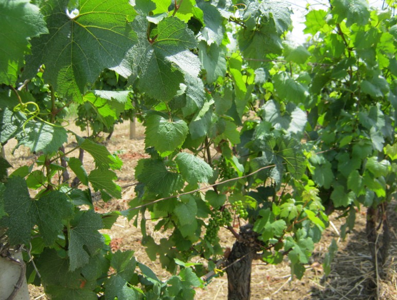 Vigneto in agro di Cerveteri